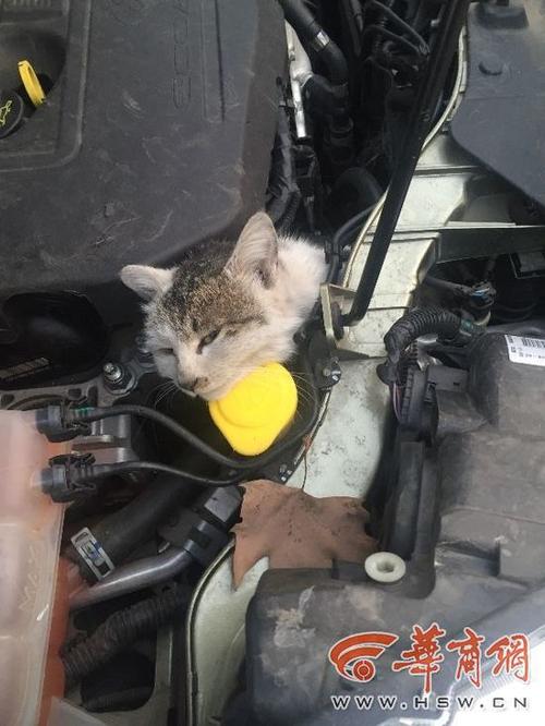 为什么猫要趴发动机盖？怎么防止猫钻进引擎盖