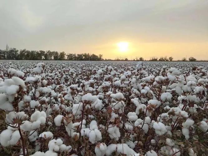 新疆棉花质量好？新疆棉好还是本地棉好