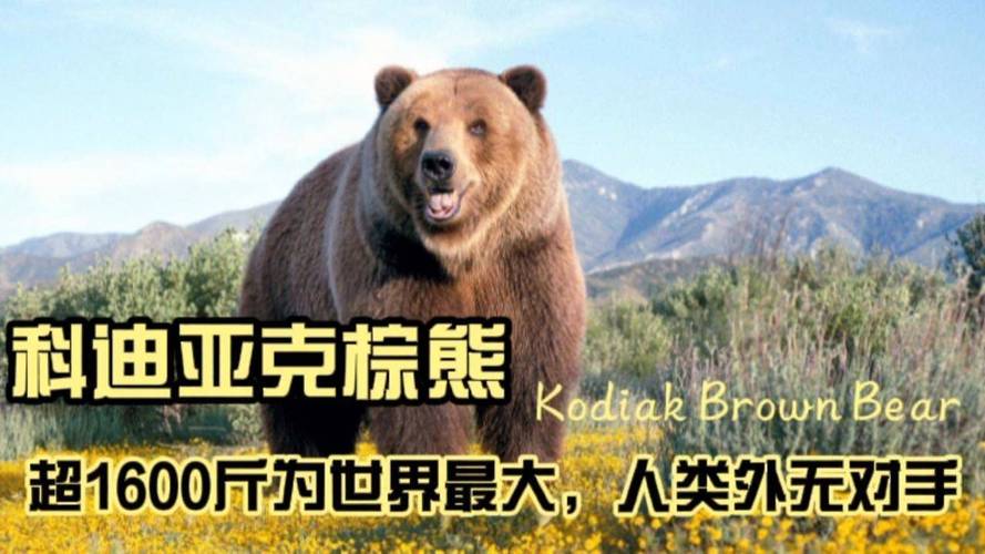 科迪亚克棕熊？科迪亚克棕熊灭绝了吗