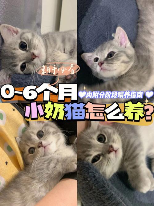 小奶猫喂养方法和注意事项