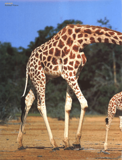 giraffe giraffe是什么意思