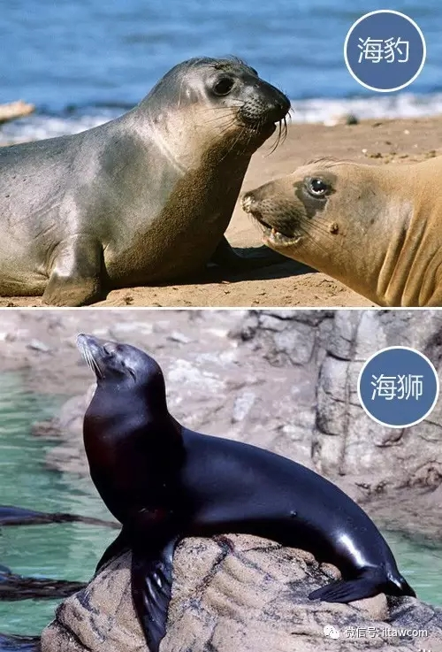 海狮海象区别 谁知道海狮,海豹,海象的区别