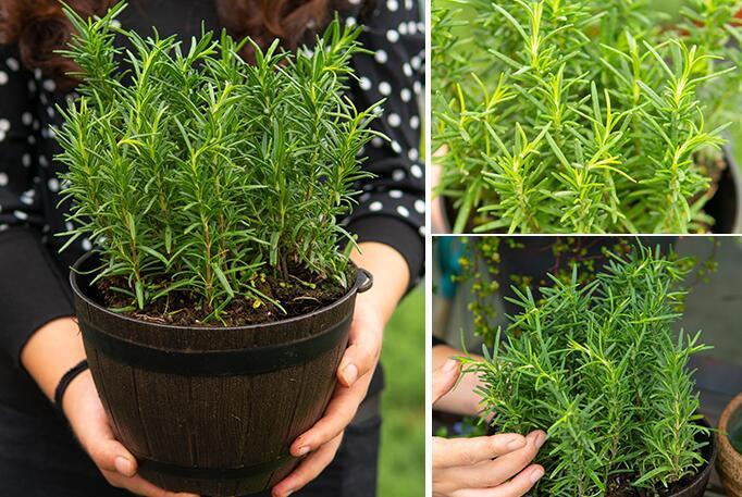 迷迭香种植方法 迷迭香的种植方法