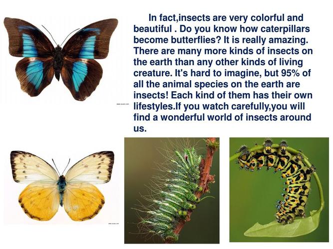 species creature和species的区别