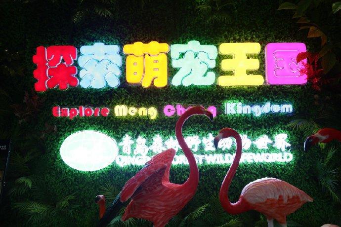 动物世界的汽车品牌,探索汽车行业的生态与特色