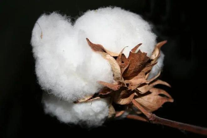 探究汽车行业中能带棉花的品牌及其理念