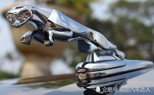 动物喜欢什么汽车品牌，跨界趣谈