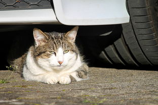闪电猫汽车—探索汽车新纪元