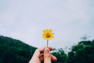 羊小咩的咸鱼生活，享花卡套出来的悠闲日常