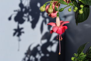 春哥羊小咩享花卡套出惊喜，带你体验不一样的花艺生活