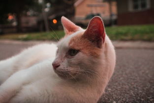 带猫胡子的汽车品牌—猫步轻舞，魅力四射