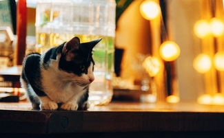 带猫胡子的汽车品牌—猫步轻舞，魅力四射