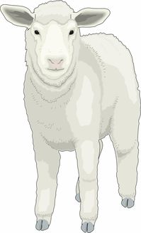 羊小咩便荔卡不刷脸也能取现？揭秘无刷脸取现攻略