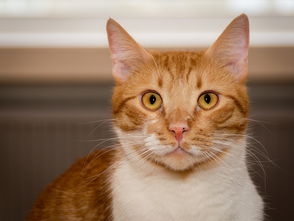 分期乐取现，小猫陪你轻松理财
